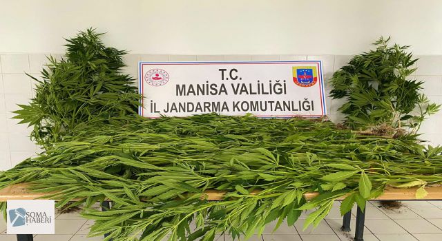 Komşu mahallede Kenevir Yakalandı