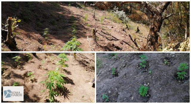 Soma da Kenevir Operasyonu