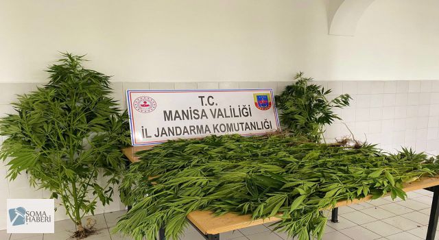 2327 Kök Kenevir Ektiler Foto Kapana Yakalandılar