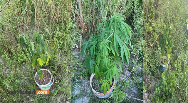 Somanın Mahallesinde Jandarma Kenevir Bitkisi Yakaladı