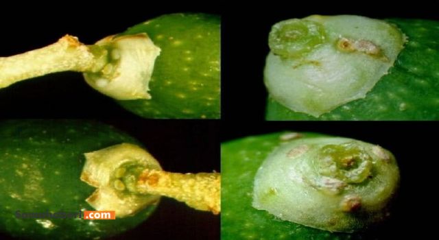 ZEYTİN ÜRETİCİLERİMİZİN DİKKATİNE