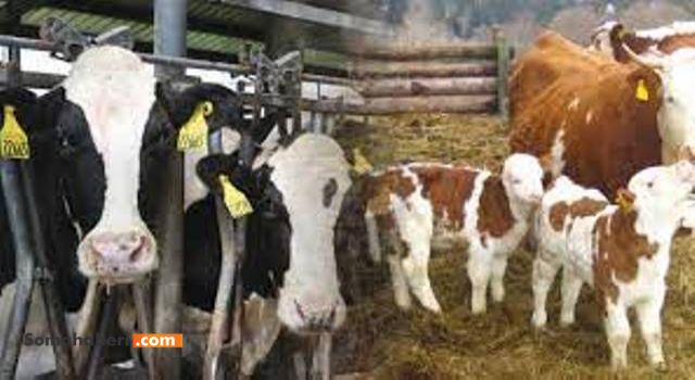 Çiğ sütün maliyeti 10,54 lira değil, 11,69 lira