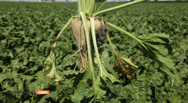 KONYA ŞEKERDEN PANCAR ÇİFTÇİSİNE YAKLAŞIK 6 MİLYAR TL’LİK DEV ÖDEME