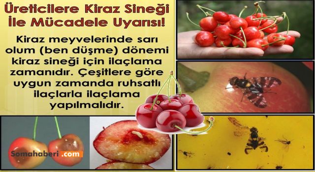 SOMA’DA ÜRETİCİLERE KİRAZ SİNEĞİ UYARISI
