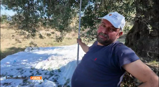 Zeytin Dalında Emek, Kasada Zarar: Üretici Artan Maliyetlere TepkiliYağ Fiyatları