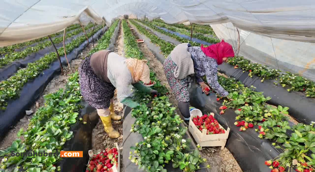 Aydın'da çilek üreticisi ve işçisi ortak dertte: "Üreten de kazanamıyor, emekçi de"