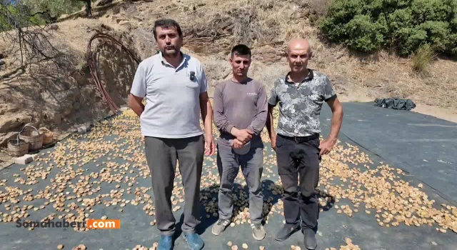 Nazilli’de incir üreticisi isyan etti: “Maliyet arttı, ürün para etmiyor