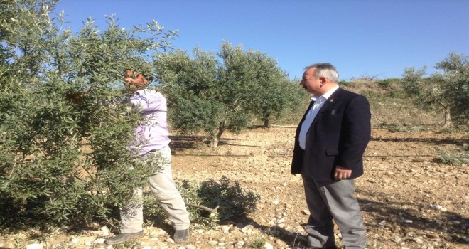 Zeytin dalı barışın, zeytinyağı da saflık ve sadeliğin sembolü olmuştur.