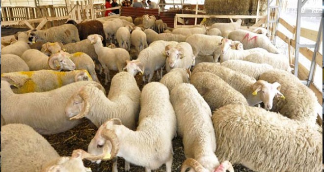 Komşu İlçede Hayvan Alarmı Giriş Çıkışı Yasak