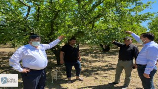 Fırtınada Erikler Yere Düştü