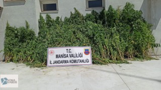 Jandarma 7253 Adet Hint keneviri ele geçirdi.