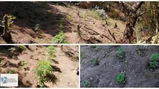 Soma da Kenevir Operasyonu