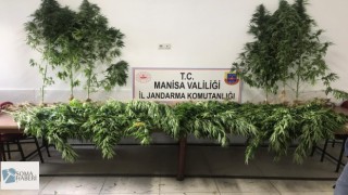 Soma Karacakaş Mevkiinde Kenevir Yakalandı