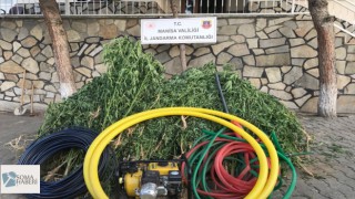 Yine Uyuşturucu Yine Kenevir