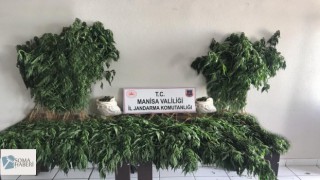 1071 Kök Hint Keneviri, 3kg Kubar Esrar Yakalandı