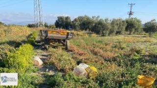 Domates Toplayan Kadın Hayatını Kaybetti