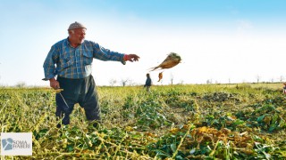 PANCAR ÇİFTÇİSİNE MİLYARLIK ÖDEME