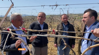 Sarıgöl’de Bağları Don Vurdu