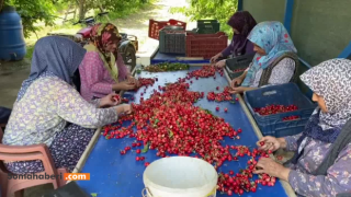 Geçen yıl 50 liraya kiraz sattık, bu sene 15-20 liraya satıyoruz.