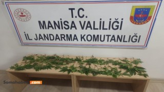 Nif Çayı Kenarına Kenevir Ekildiği Tespit Edildi