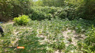 Soma Bakırçay'da 550 Kök Kenevir Yakalandı