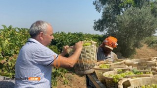 KURU ÜZÜM ALIMINA HEMEN BAŞLANMALI