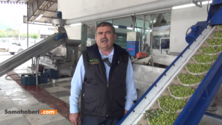 Manisa'da zeytin hasadı başladı: Üreticiler, girdi maliyetlerinden şikayetçi