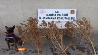 Operasyona Narkotik Köpeği 'de Katıldı