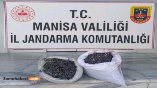 Zeytin Hırsızlığı Başladı