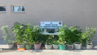 Yasadışı Kenevir Ekimi Yaptılar Yakalandılar