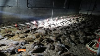 Yangında 11 Bin Civciv Telef Oldu