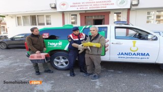 Jandarma Yaralı Bulduğu Şahini Tedavi Sonrası Doğal Hayatına Bıraktı