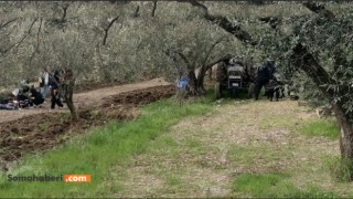 Zeytin Dalına Takılarak Can Verdi