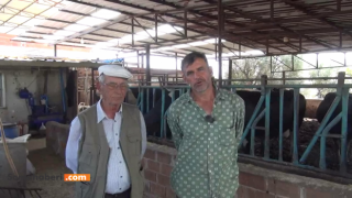 Bu Hayvanları Kesmek Zorunda Kalıyoruz