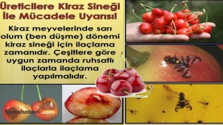 SOMA’DA ÜRETİCİLERE KİRAZ SİNEĞİ UYARISI