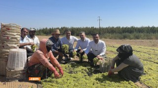 Manisalı Üzüm Üreticileri İsyan Etti: "Maliyetler Arttı, Fiyatlar Sıfırın Altında"