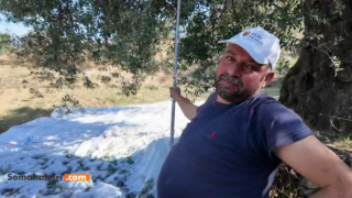 Zeytin Dalında Emek, Kasada Zarar: Üretici Artan Maliyetlere TepkiliYağ Fiyatları