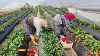 Aydın'da çilek üreticisi ve işçisi ortak dertte: "Üreten de kazanamıyor, emekçi de"