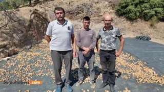 Nazilli’de incir üreticisi isyan etti: “Maliyet arttı, ürün para etmiyor