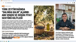 ZEYTİNYAĞINDA REKOR REKOLTE KAPIDA, SEKTÖR KRİZİN EŞİĞİNDE: "ÜRÜN AĞAÇTA KALACAK, STOKLAR BOZULACAK"