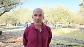 Soma’da zeytin üreticisi de işçisi de isyanda: “Biz açız, hepimiz açız”
