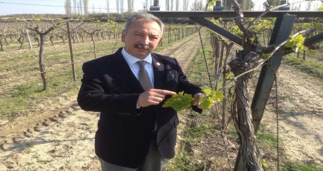 ÜZÜMÜ GÜNEŞ YANIĞI VURDU