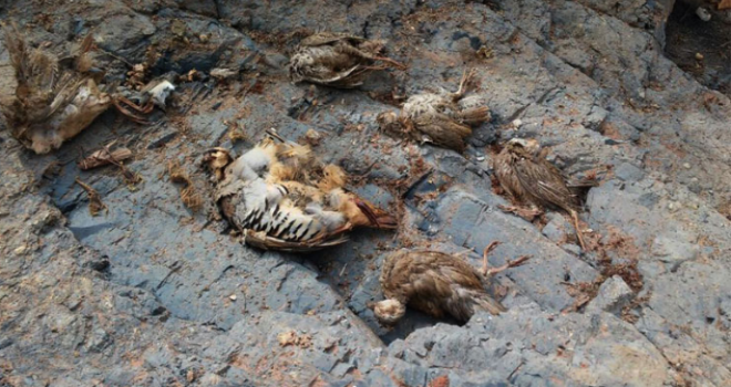 Gaz Sızıntısı Hayvanları Öldürdü