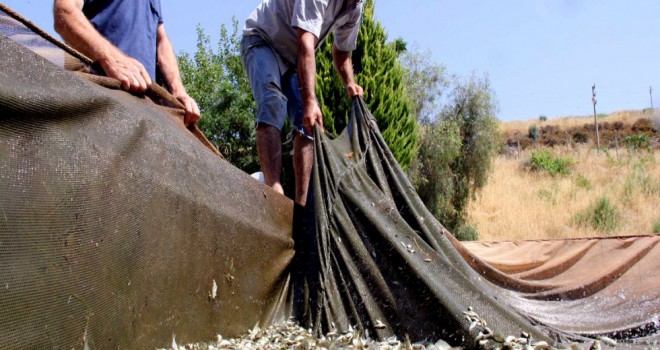 Baraja 8 Bin Adet Yavru Balık Bırakıldı