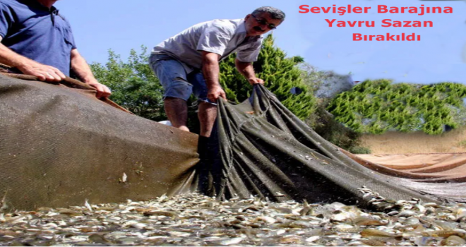 D.S,İ Sevişler Barajına Pullu Sazan Bıraktı