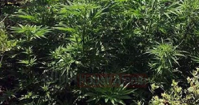 JANDARMADAN SOMA'DA OPERASYON