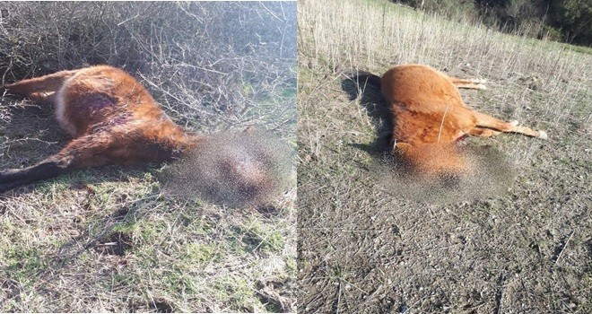 Yabani Atı Vurdular Kaçtılar