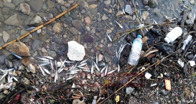 Sevişler Barajında Balıklar Neden Ölüyor