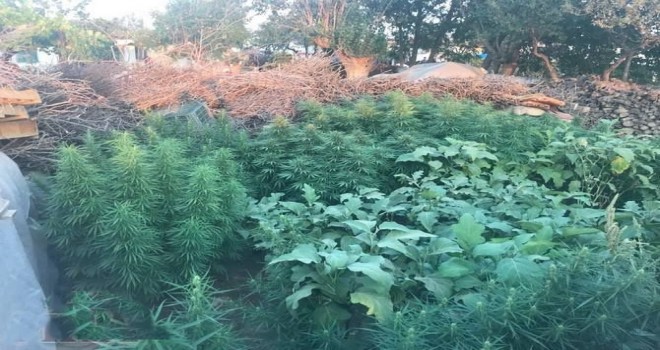 Jandarmadan Kenevir Operasyonu