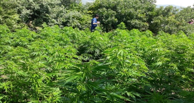 KIRKAĞAÇ’TA KENEVİR OPERASYONU